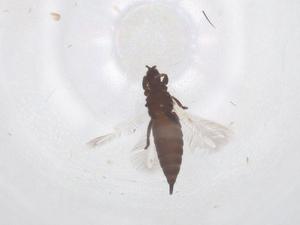  ( - CBG-B22530-D03)  @11 [ ] CreativeCommons - Attribution Share - Alike (2025) Centre for Biodiversity Genomics Centre for Biodiversity Genomics