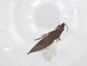  ( - CBG-B22530-D05)  @11 [ ] CreativeCommons - Attribution Share - Alike (2025) Centre for Biodiversity Genomics Centre for Biodiversity Genomics