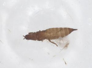  ( - CBG-B22530-D09)  @11 [ ] CreativeCommons - Attribution Share - Alike (2025) Centre for Biodiversity Genomics Centre for Biodiversity Genomics