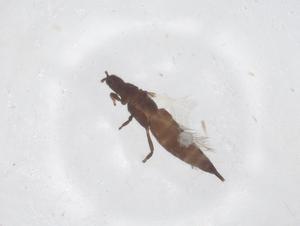  ( - CBG-B22530-D10)  @11 [ ] CreativeCommons - Attribution Share - Alike (2025) Centre for Biodiversity Genomics Centre for Biodiversity Genomics