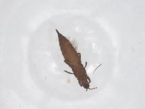  ( - CBG-B22530-D11)  @11 [ ] CreativeCommons - Attribution Share - Alike (2025) Centre for Biodiversity Genomics Centre for Biodiversity Genomics