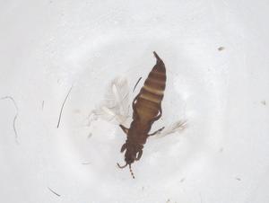  ( - CBG-B22530-E03)  @11 [ ] CreativeCommons - Attribution Share - Alike (2025) Centre for Biodiversity Genomics Centre for Biodiversity Genomics