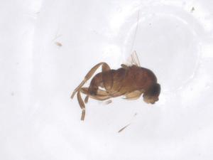  ( - CBG-B22532-F12)  @11 [ ] CreativeCommons - Attribution Share - Alike (2025) Centre for Biodiversity Genomics Centre for Biodiversity Genomics