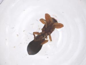  ( - CBG-B22532-H04)  @11 [ ] CreativeCommons - Attribution Share - Alike (2025) Centre for Biodiversity Genomics Centre for Biodiversity Genomics