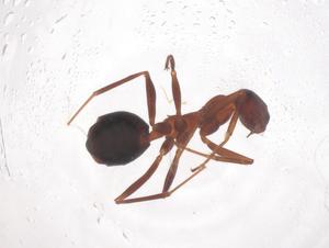  ( - CBG-B22533-F01)  @11 [ ] CreativeCommons - Attribution Share - Alike (2025) Centre for Biodiversity Genomics Centre for Biodiversity Genomics