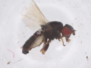  ( - CBG-B22534-B04)  @11 [ ] CreativeCommons - Attribution Share - Alike (2025) Centre for Biodiversity Genomics Centre for Biodiversity Genomics