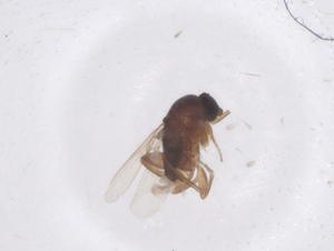  ( - CBG-B22534-B09)  @11 [ ] CreativeCommons - Attribution Share - Alike (2025) Centre for Biodiversity Genomics Centre for Biodiversity Genomics