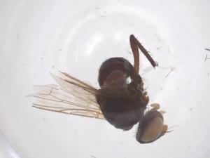  ( - CBG-B22535-A08)  @11 [ ] CreativeCommons - Attribution Share - Alike (2025) Centre for Biodiversity Genomics Centre for Biodiversity Genomics