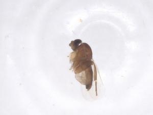  ( - CBG-B22535-D12)  @11 [ ] CreativeCommons - Attribution Share - Alike (2025) Centre for Biodiversity Genomics Centre for Biodiversity Genomics