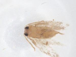  ( - CBG-B22536-A09)  @11 [ ] CreativeCommons - Attribution Share - Alike (2025) Centre for Biodiversity Genomics Centre for Biodiversity Genomics