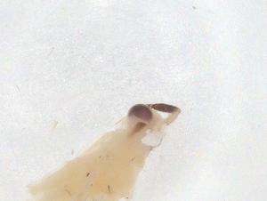  (Macrolophus costalis - CBG-B22536-A11)  @11 [ ] CreativeCommons - Attribution Share - Alike (2025) Centre for Biodiversity Genomics Centre for Biodiversity Genomics