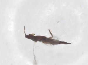  ( - CBG-B22538-E11)  @11 [ ] CreativeCommons - Attribution Share - Alike (2025) Centre for Biodiversity Genomics Centre for Biodiversity Genomics