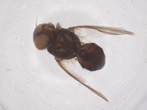  ( - CBG-B22542-D09)  @11 [ ] CreativeCommons - Attribution Share - Alike (2025) Centre for Biodiversity Genomics Centre for Biodiversity Genomics