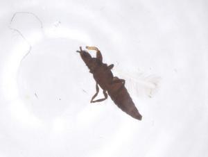  ( - CBG-B22543-A12)  @11 [ ] CreativeCommons - Attribution Share - Alike (2025) Centre for Biodiversity Genomics Centre for Biodiversity Genomics