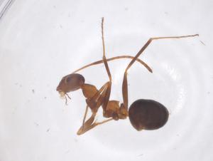  ( - CBG-B22543-H03)  @11 [ ] CreativeCommons - Attribution Share - Alike (2025) Centre for Biodiversity Genomics Centre for Biodiversity Genomics