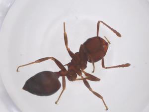  ( - CBG-B22557-A03)  @11 [ ] CreativeCommons - Attribution Share - Alike (2025) Centre for Biodiversity Genomics Centre for Biodiversity Genomics