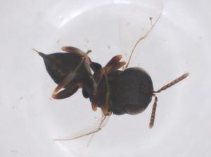  ( - CBG-B22557-D05)  @11 [ ] CreativeCommons - Attribution Share - Alike (2025) Centre for Biodiversity Genomics Centre for Biodiversity Genomics