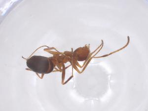  ( - CBG-B22557-F04)  @11 [ ] CreativeCommons - Attribution Share - Alike (2025) Centre for Biodiversity Genomics Centre for Biodiversity Genomics