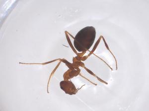  ( - CBG-B22557-F05)  @11 [ ] CreativeCommons - Attribution Share - Alike (2025) Centre for Biodiversity Genomics Centre for Biodiversity Genomics