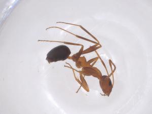  ( - CBG-B22557-F08)  @11 [ ] CreativeCommons - Attribution Share - Alike (2025) Centre for Biodiversity Genomics Centre for Biodiversity Genomics