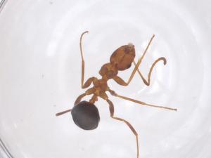  ( - CBG-B22557-H11)  @11 [ ] CreativeCommons - Attribution Share - Alike (2025) Centre for Biodiversity Genomics Centre for Biodiversity Genomics