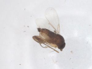  ( - CBG-B22563-D05)  @11 [ ] CreativeCommons - Attribution Share - Alike (2025) Centre for Biodiversity Genomics Centre for Biodiversity Genomics