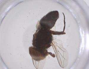  (Miltogramma taeniata - CBG-B22570-C04)  @11 [ ] CreativeCommons - Attribution Share - Alike (2025) Centre for Biodiversity Genomics Centre for Biodiversity Genomics