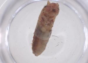  ( - CBG-B22570-C06)  @11 [ ] CreativeCommons - Attribution Share - Alike (2025) Centre for Biodiversity Genomics Centre for Biodiversity Genomics