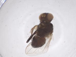  ( - CBG-B22570-F12)  @11 [ ] CreativeCommons - Attribution Share - Alike (2025) Centre for Biodiversity Genomics Centre for Biodiversity Genomics