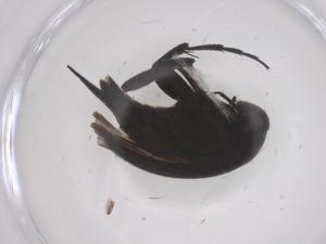  ( - CBG-B23735-C03)  @11 [ ] CreativeCommons - Attribution Share - Alike (2025) Centre for Biodiversity Genomics Centre for Biodiversity Genomics