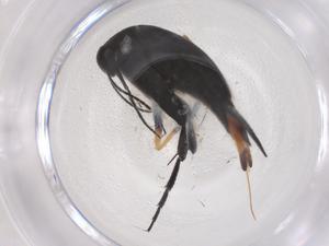  ( - CBG-B23735-G05)  @11 [ ] CreativeCommons - Attribution Share - Alike (2025) Centre for Biodiversity Genomics Centre for Biodiversity Genomics