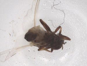  ( - CBG-B23735-G06)  @11 [ ] CreativeCommons - Attribution Share - Alike (2025) Centre for Biodiversity Genomics Centre for Biodiversity Genomics