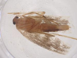  ( - CBG-B23735-G09)  @11 [ ] CreativeCommons - Attribution Share - Alike (2025) Centre for Biodiversity Genomics Centre for Biodiversity Genomics