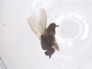  ( - CBG-B23736-H03)  @11 [ ] CreativeCommons - Attribution Share - Alike (2025) Centre for Biodiversity Genomics Centre for Biodiversity Genomics