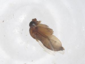  ( - CBG-B23737-G10)  @11 [ ] CreativeCommons - Attribution Share - Alike (2025) Centre for Biodiversity Genomics Centre for Biodiversity Genomics