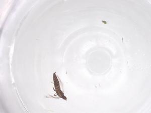  ( - CBG-B23738-D12)  @11 [ ] CreativeCommons - Attribution Share - Alike (2025) Centre for Biodiversity Genomics Centre for Biodiversity Genomics