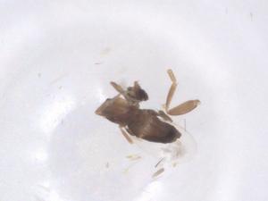  ( - CBG-B23739-B06)  @11 [ ] CreativeCommons - Attribution Share - Alike (2025) Centre for Biodiversity Genomics Centre for Biodiversity Genomics