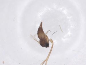  ( - CBG-B23739-C11)  @11 [ ] CreativeCommons - Attribution Share - Alike (2025) Centre for Biodiversity Genomics Centre for Biodiversity Genomics