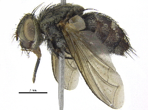  (Ptilodexia Janzen8622 - BIOUG20739-H07)  @14 [ ] CreativeCommons - Attribution (2016) CBG Photography Group Centre for Biodiversity Genomics