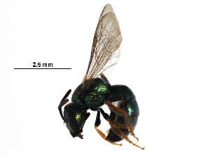  ( - BIOUG26846-D09)  @14 [ ] CreativeCommons - Attribution (2017) CBG Photography Group Centre for Biodiversity Genomics