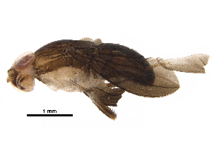  (Stegana undulata - BIOUG31331-A11)  @12 [ ] CreativeCommons - Attribution (2018) CBG Photography Group Centre for Biodiversity Genomics