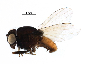  ( - BIOUG31259-E07)  @11 [ ] CreativeCommons - Attribution (2017) CBG Photography Group Centre for Biodiversity Genomics