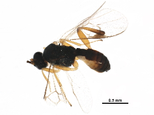  (Cotesia jft67 - BIOUG31480-A10)  @13 [ ] CreativeCommons - Attribution (2017) CBG Photography Group Centre for Biodiversity Genomics