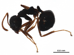  ( - BIOUG31472-A04)  @12 [ ] CreativeCommons - Attribution (2017) CBG Photography Group Centre for Biodiversity Genomics