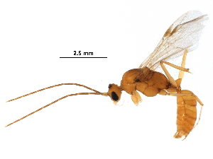  ( - BIOUG14380-C12)  @13 [ ] CreativeCommons - Attribution (2017) CBG Photography Group Centre for Biodiversity Genomics