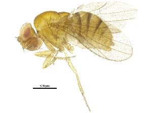  (Drosophila bipectinata complex - BIOUG14457-A10)  @14 [ ] CreativeCommons - Attribution (2015) CBG Photography Group Centre for Biodiversity Genomics