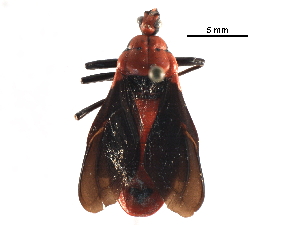  ( - BIOUG14938-H04)  @14 [ ] CreativeCommons - Attribution (2017) CBG Photography Group Centre for Biodiversity Genomics