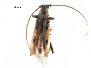  (Eburia powelli - BIOUG14940-F09)  @14 [ ] CreativeCommons - Attribution (2017) CBG Photography Group Centre for Biodiversity Genomics