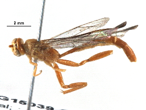  ( - BIOUG15039-C05)  @13 [ ] CreativeCommons - Attribution (2017) CBG Photography Group Centre for Biodiversity Genomics