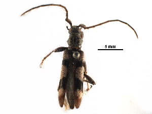  ( - BIOUG19250-F06)  @11 [ ] CreativeCommons - Attribution (2017) CBG Photography Group Centre for Biodiversity Genomics